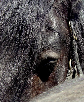 horse detail.jpg