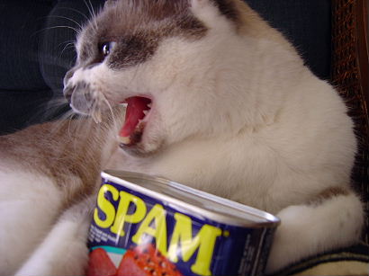 spam cat.jpg